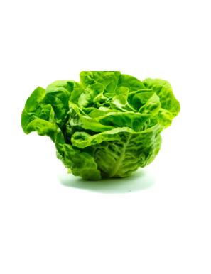 LECHUGA