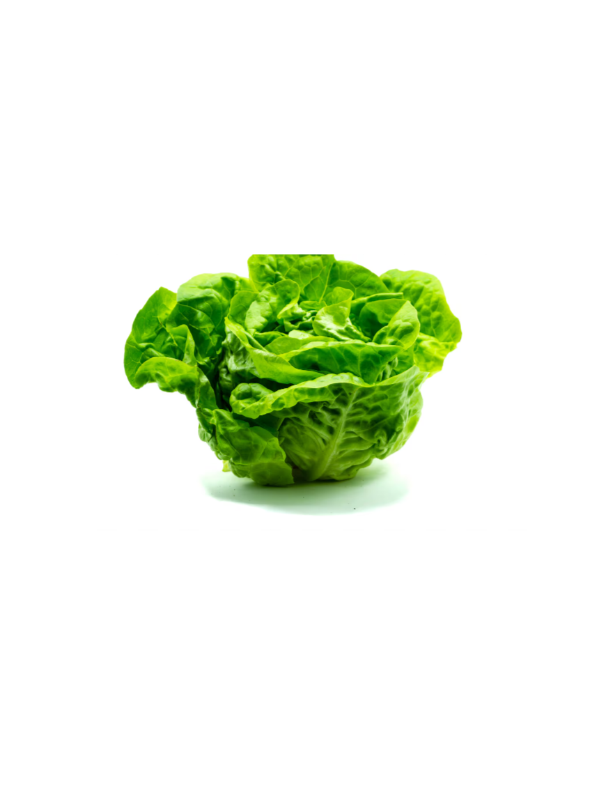 LECHUGA