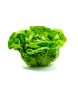 LECHUGA